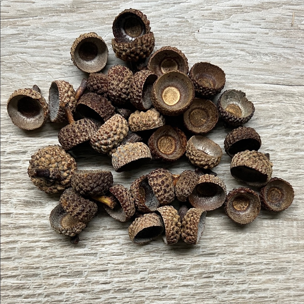 White Oak Natural Acorn Caps for crafting